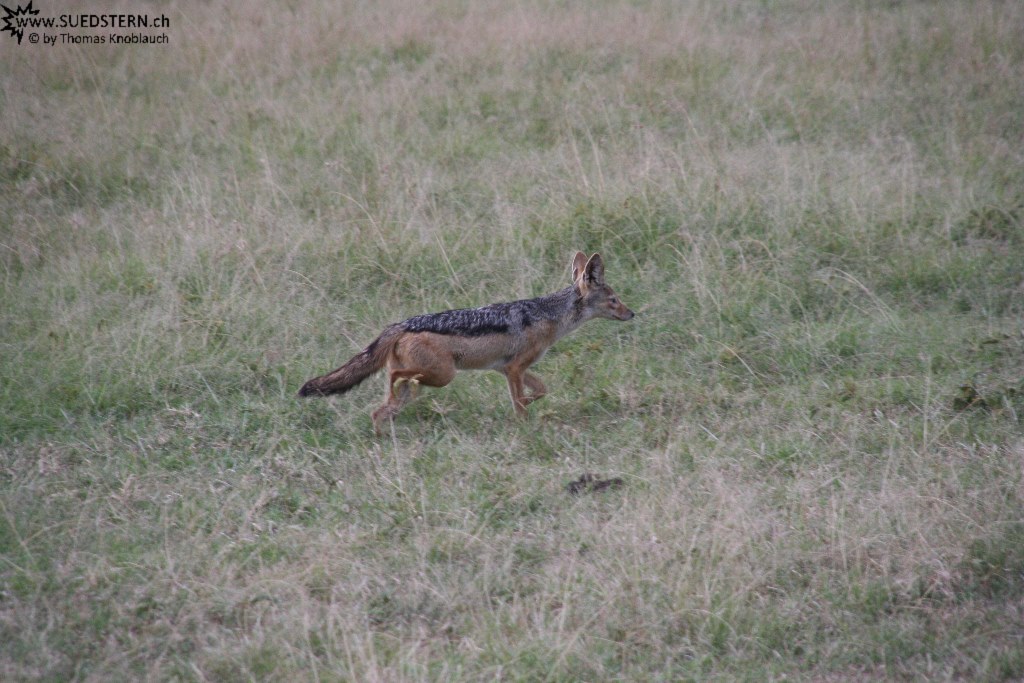 IMG 8244-Kenya, jackal in Masai Mara